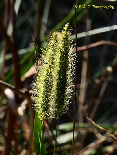{Setaria parviflora}